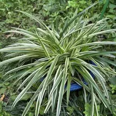 ハツユキカズラ＆オリヅルラン（2種類） 観葉植物 寄せ植え 鉢植え（鉢