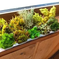 ミルミル様専用ページ 天然苔八ヶ岳産 10種類程の苔たち。