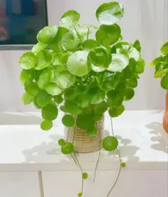 ともき様、専用ページ