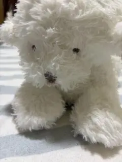 ジェラートピケ　ぬいぐるみ ビションフリーゼのサムネイル
