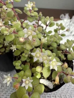 ブロウメアナ　多肉