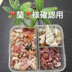 専用✴︎貝殻詰め合せ✴︎