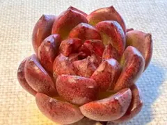 ˚*˚様 3935 新入荷　ウメ　エケベリア　多肉植物　撮影3月19日