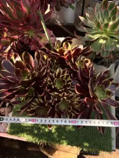多肉植物。ピンクモンキー錦抜き苗18頭 - メルカリ