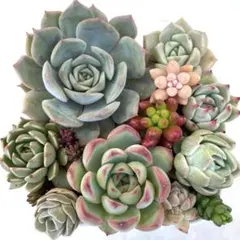 多肉植物　抜き苗　カット苗詰め合わせ　寄せ植えセット