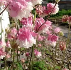 シュナ様 リクエスト 2点 まとめ商品