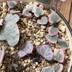 manamana様 リクエスト 2点 まとめ商品