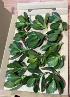 金のなる木　大株　鉢付き　高さ77㌢　横60㌢ 2025年最新】金のなる木 大株の人気アイテム - メルカリ