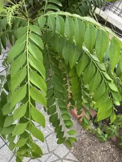 2026年最新】カレーリーフの人気アイテム - メルカリ