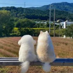 トロロ＝ルシルフル様専用