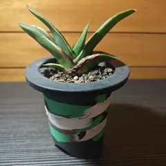 2026年最新】ガステリア 臥牛の人気アイテム - メルカリ