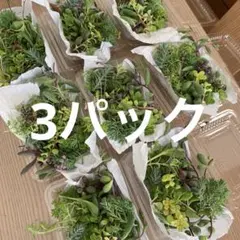 多肉植物　カット苗　3パック 希望あれば育て方送ります　セダム セットのサムネイル