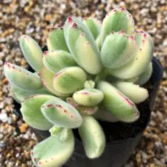 多肉植物 熊童子錦 抜き苗 - メルカリ