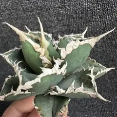 2025年最新】チタノタ 狼人の人気アイテム - メルカリ