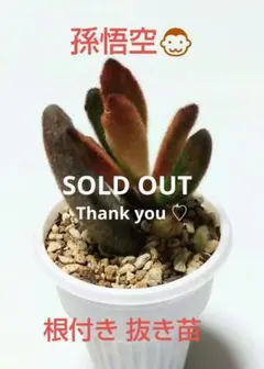 孫悟空 抜き苗 ③ ミニ苗 抜き苗 多肉植物カランコエ属 もふもふ