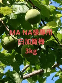 MA NA様専用　白加賀梅　3kg