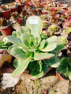 ココたん様 リクエスト 3点 まとめ商品