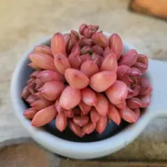 2026年最新】ピンクルビー 多肉の人気アイテム - メルカリ