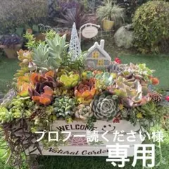 ＊多肉植物♡そのまま飾れる寄せ植え♡＊