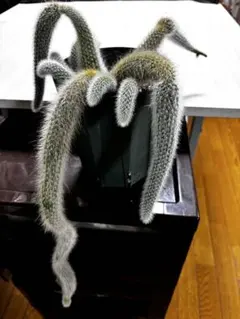 現品】ヒルデウィンテラ 猫のしっぽ 110cm吊り下げ鉢 - メルカリ