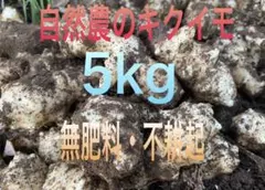 菊芋 5kg 無肥料 農薬不使用 自然農 健康野菜 スーパーフード 食用 種芋