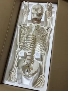 2025年最新】ドクロちゃん フィギュアの人気アイテム - メルカリ