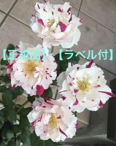 専用】イヴスプラッシュ&ウィザード&アブラカタブラ バラ苗 薔薇 苗