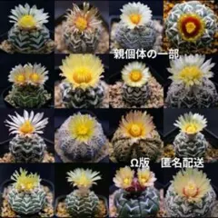 2026年最新】スーパー兜 vタイプの人気アイテム - メルカリ