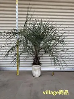 2026年最新】ココスヤシ シルバーリーフの人気アイテム - メルカリ