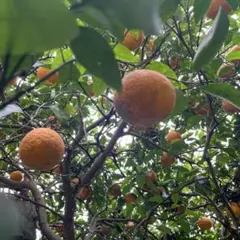 甘夏みかん 紅甘夏みかん 甘夏 木成り完熟農薬不使用箱重さ込み10kg 
