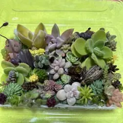 多肉　セダム詰め合わせ　E