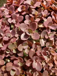 多肉植物 セダム ルテオヴィリデ 15本カット - メルカリ