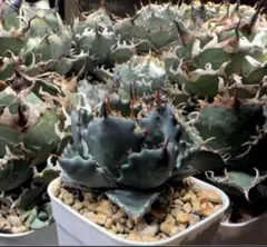 2026年最新】イシスメンシス 姫蠍蟹の人気アイテム - メルカリ