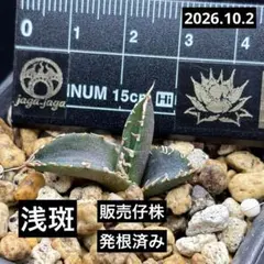 アガベ　チタノタ　海王　浅斑　斑入り　錦　発根済み❗️　1株