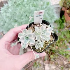 数量限定♡子持ち蓮華錦 鏡花 カット苗 多肉植物 多肉植物 子持ち蓮華錦 鏡花 抜き苗⑫｜Yahoo!フリマ（旧PayPayフリマ）