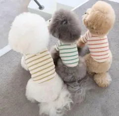 cosycornerボーダートップス クロップドトップス 韓国犬服