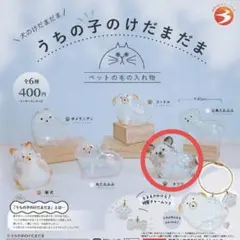 うちの子のけだまだま 犬のけだまだま チワワ