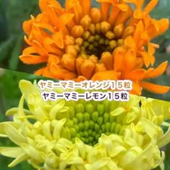 Tiny House*様 リクエスト 2点 まとめ商品