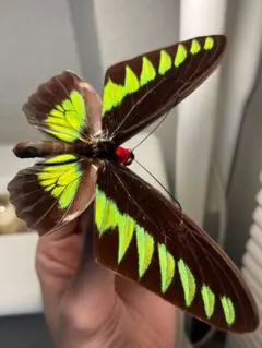 2026年最新】ミドリメガネトリバネアゲハの人気アイテム - メルカリ