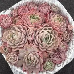 かおたん様 リクエスト 2点 まとめ商品