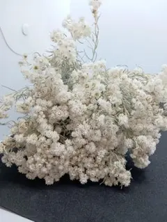 ちょい長めカワラハハコ　ドライフラワー100本+α 57