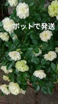 白八重ミニ薔薇　グリーンアイス　挿し木ポット苗　つぼみ付きのサムネイル