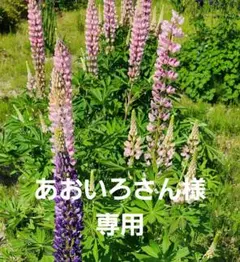あおいろさん様 リクエスト 2点 まとめ商品