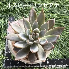 2025年最新】錦玉園 リンゼアナの人気アイテム - メルカリ