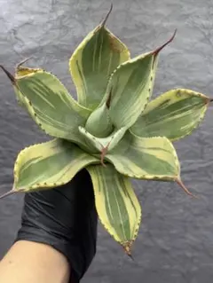 アガベ　パリートランカータ　ライムストリーク　極上斑　No.122 アガベ・パリー トランカータ 'ライム ストリーク'｜Agave parryi var