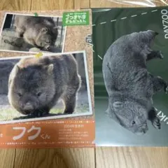 五月山動物園 ウォンバット クリアファイル 2枚セットのサムネイル