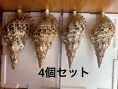 法螺貝 置物