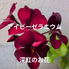 2026年最新】アイビーゼラニウムの人気アイテム - メルカリ