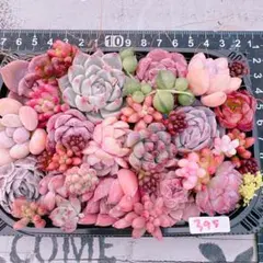 春直前SALE‼️多肉植物寄せ植えset♡395
