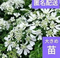 速達料込み Bubble Gum様 リクエスト 2点 まとめ商品